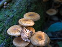 Blatt auf Pilzgruppe